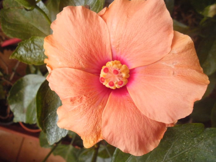 101 - Hibiscus 2014-1