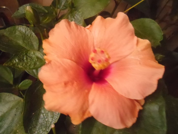 132 - Hibiscus 2014-1