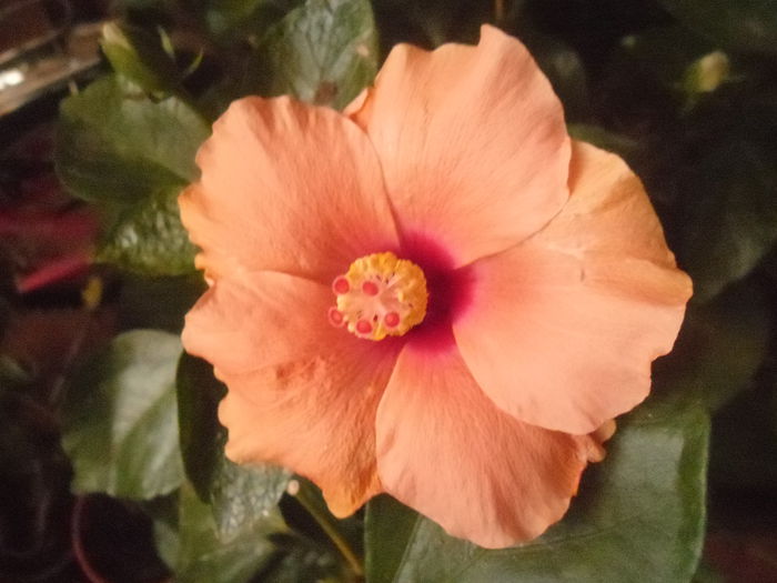 131 - Hibiscus 2014-1