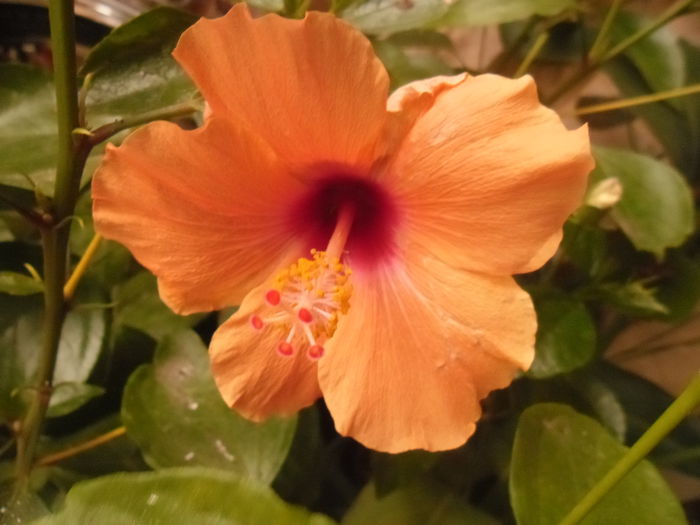 008 - Hibiscus 2014-1