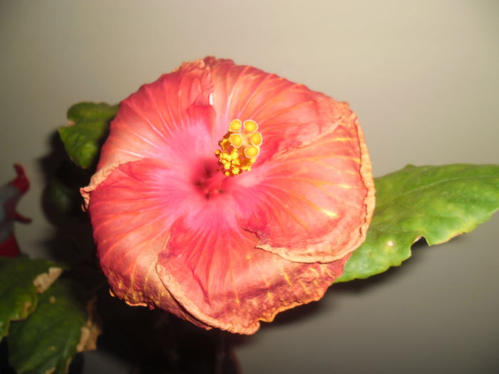 Sun Shower-a doua zi - Hibiscus 2014-1