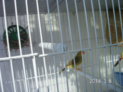 star - Star finch -binseni !!! NU MAI DETIN ACEASTA SPECIE!!!!