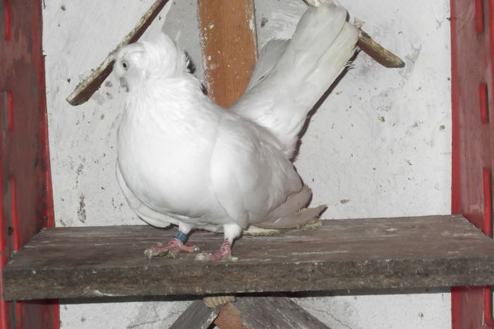 DSCF0133 - porumbei albi dublu mot