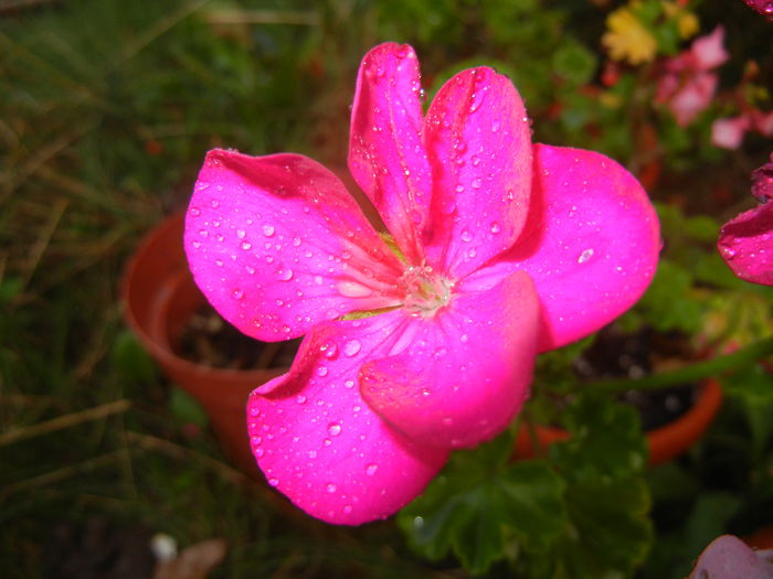 Bright Odette Geranium (2014, Sep.13) - Geranium Bright Odette