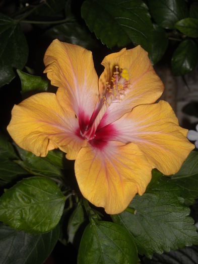 - 0 Zambetul florilor