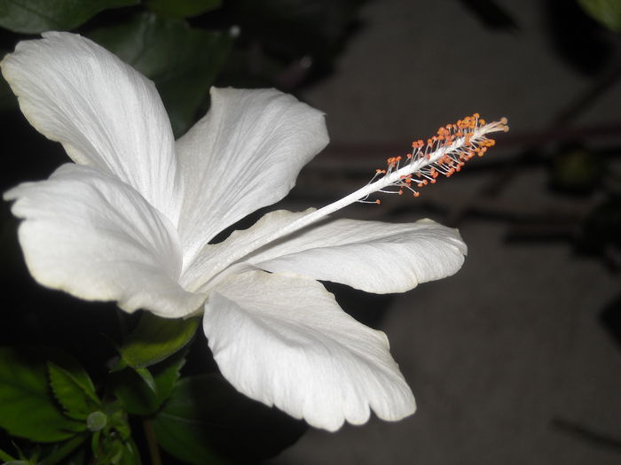  - 0 Zambetul florilor