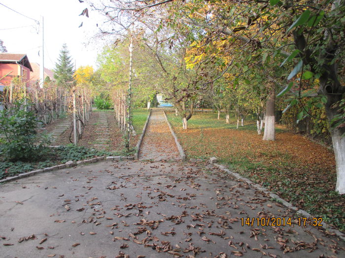 IMG_0295; ..alei candva vesele au dat acum de tristetea toamnei...
