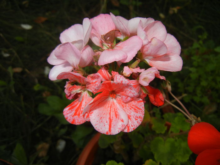 0912 Zonal Geraniums (2014, September 12)01