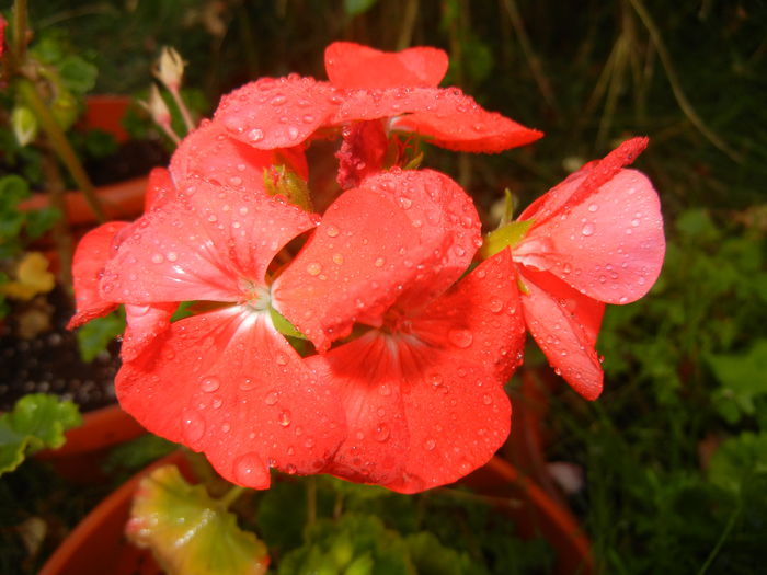 Red Geranium (2014, September 13)