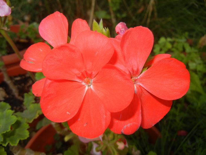 Red Geranium (2014, September 21)