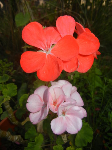 Zonal Geraniums (2014, September 25)