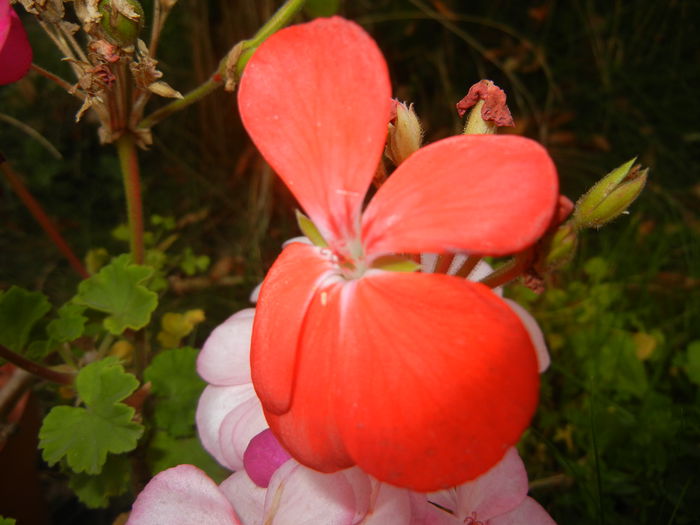 Red Geranium (2014, October 09)