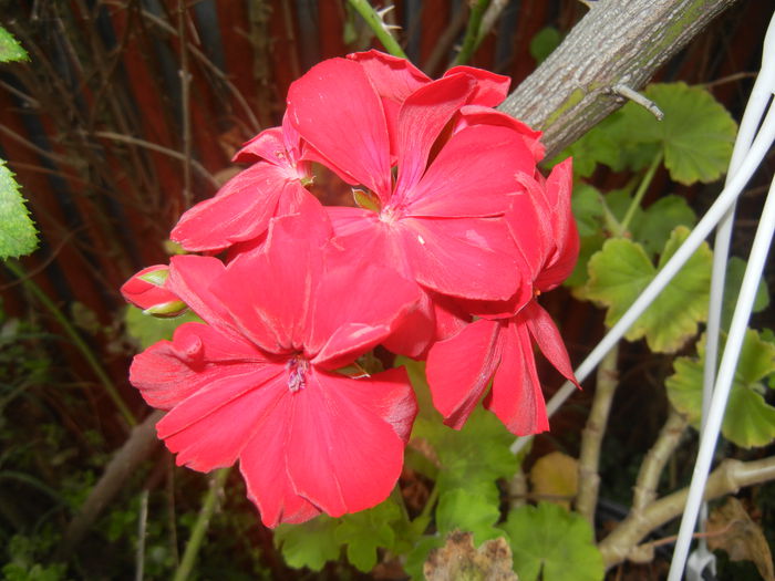 Red Ivy-Geranium (2014, Oct.09)