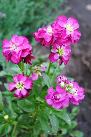 mixandre(matthiola incana)