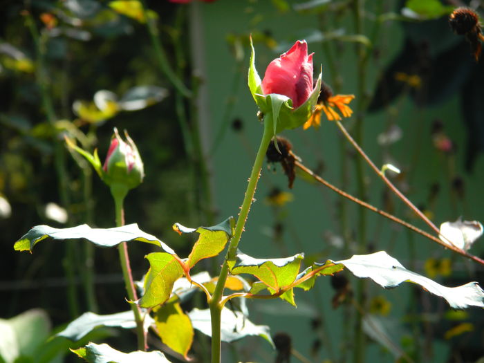 DSCN1494