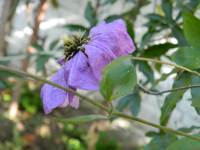 DSCN1504