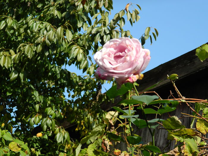 DSCN1505