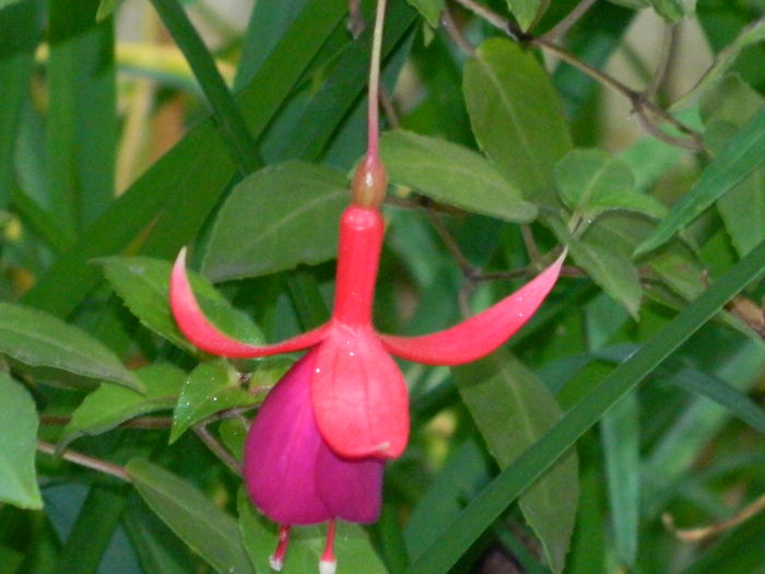 DSCN1509