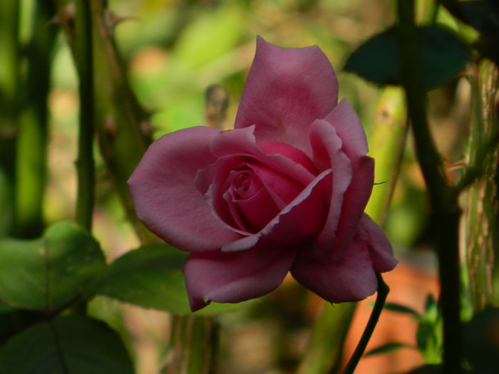 DSCN1510