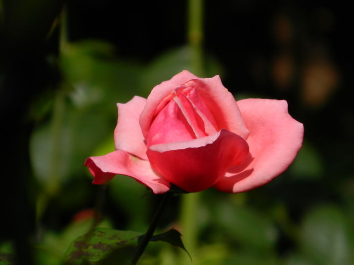 DSCN1511