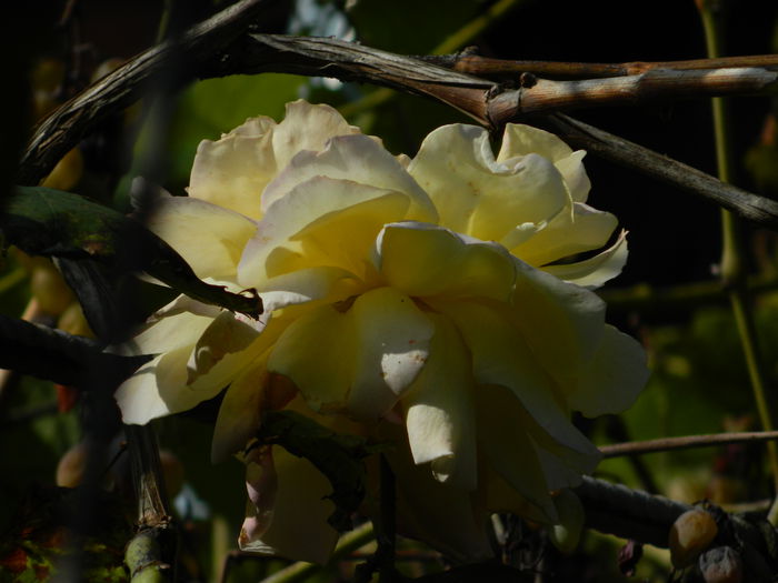 DSCN1512