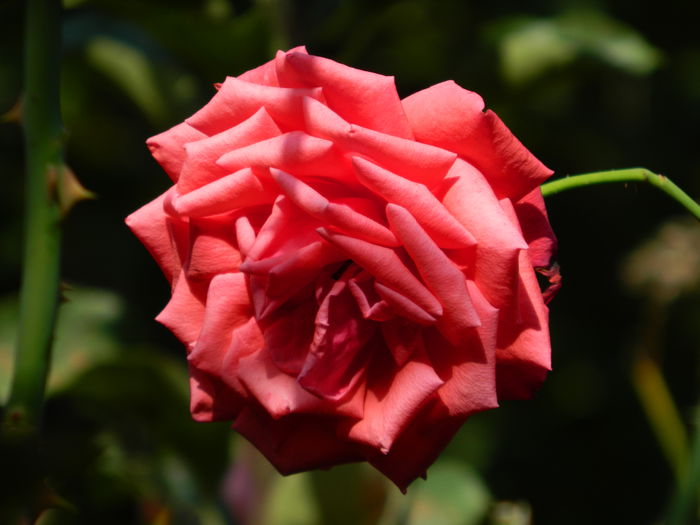 DSCN1513