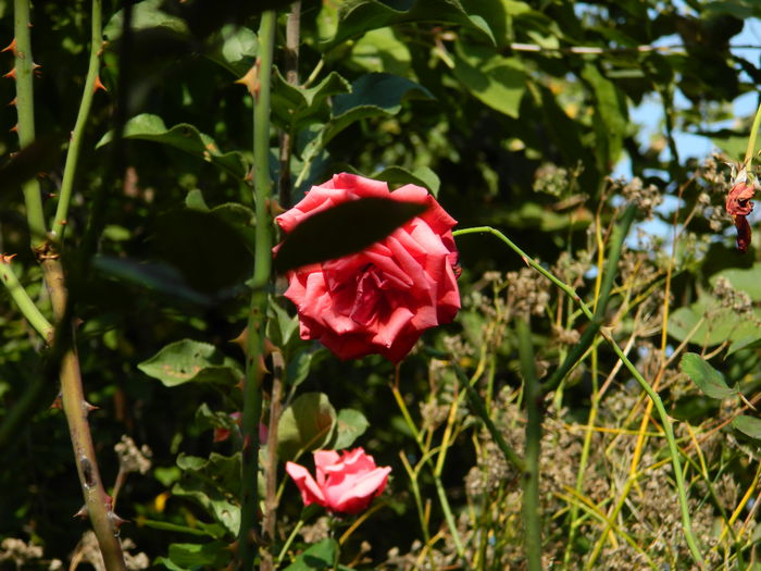 DSCN1517