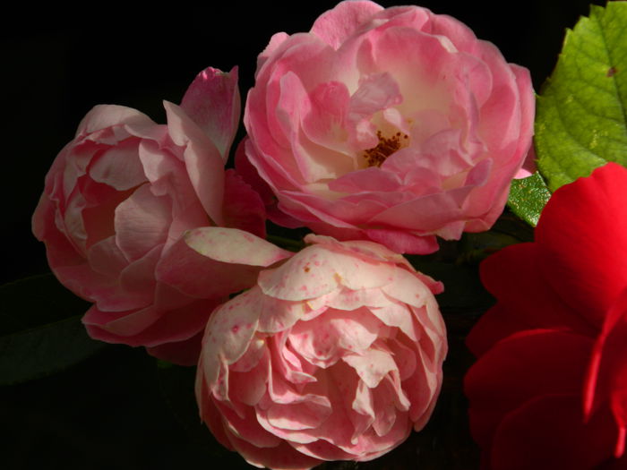 DSCN1523