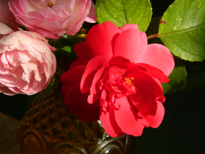 DSCN1524
