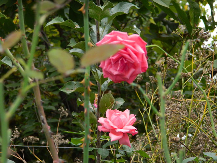 DSCN1542