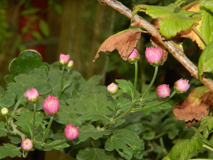 DSCN1558 - OCTOMBRIE_2014