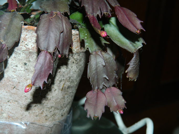 DSCN1562 - OCTOMBRIE_2014