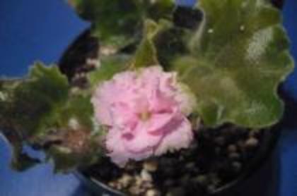 Pink Lady - violete