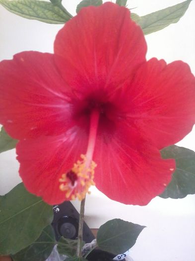20141013_143358 - hibiscusi 2014-4
