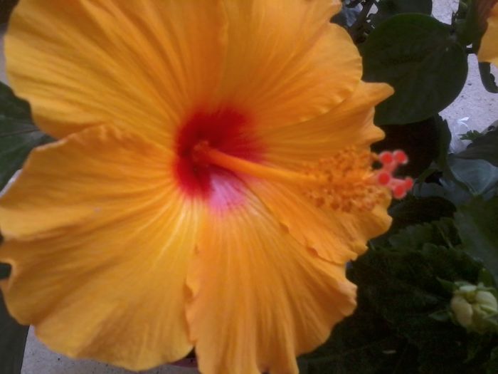 20141021_151935 - hibiscusi 2014-5