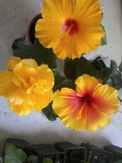 20141021_151949 - hibiscusi 2014-5