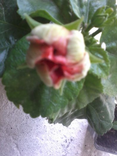 20141021_152001 - hibiscusi 2014-5