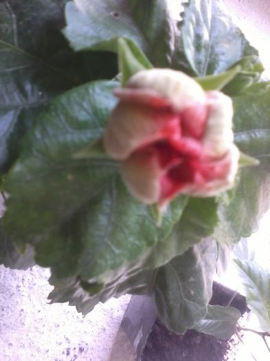 20141021_152004 - hibiscusi 2014-5