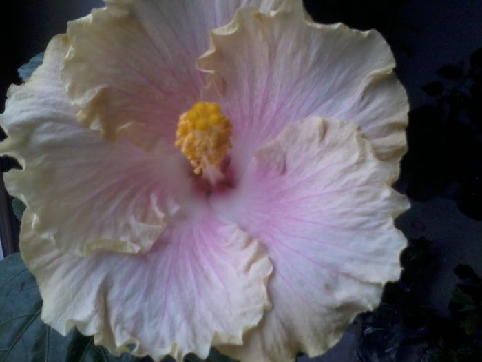 20141022_115515 - hibiscusi 2014-5