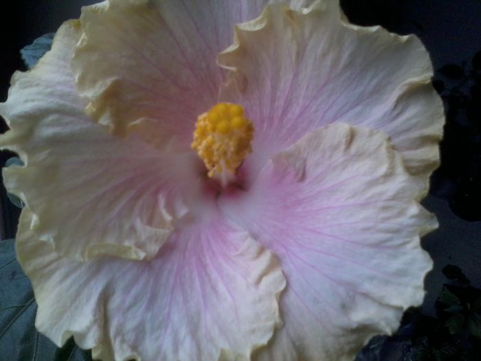 20141022_115521 - hibiscusi 2014-5