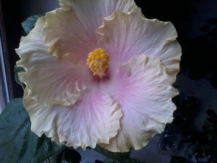 20141022_115537 - hibiscusi 2014-5