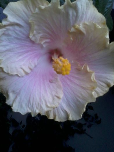 20141022_115553 - hibiscusi 2014-5