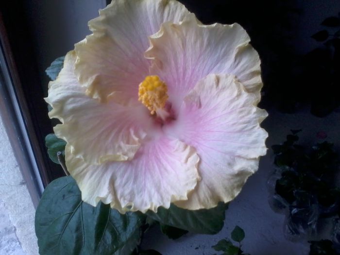 20141022_115605 - hibiscusi 2014-5