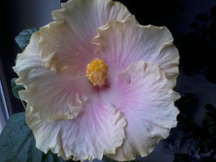 20141022_115614 - hibiscusi 2014-5