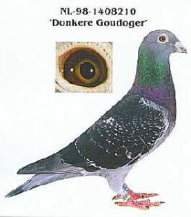 NL-98-1408210 -; NL-98-1408210 - 'Donkere Goudoger'
