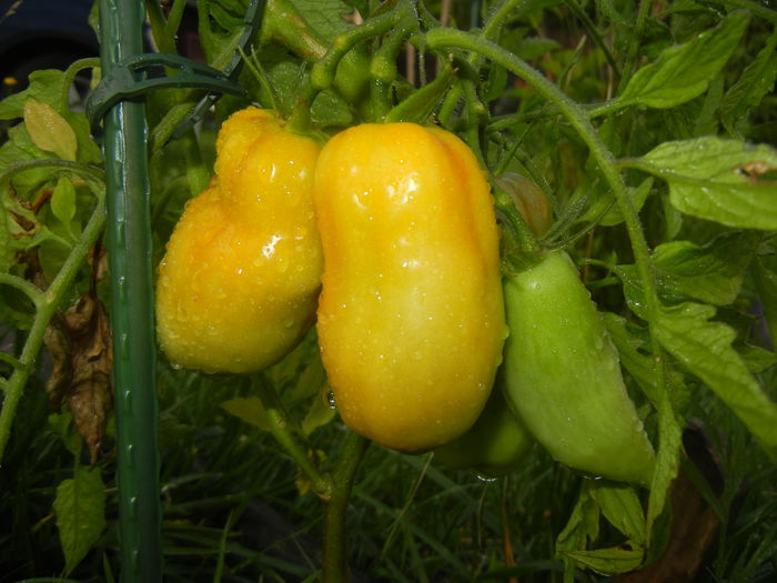 Tomato Andine Cornue (2014, July 08)