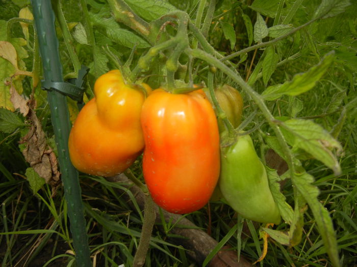 Tomato Andine Cornue (2014, July 11) - Tomato Andine Cornue