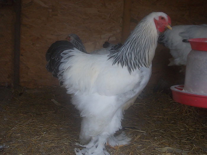 Picture 275 - BRAHMA herminat deschis 2015 de vinzare