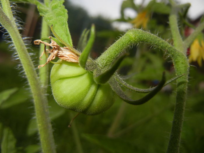 Tomato Rose de Berne (2014, June 07)