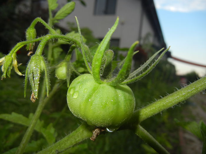 Tomato Rose de Berne (2014, June 23) - Tomato Rose de Berne